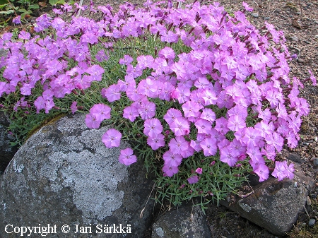 Dianthus subacaulis, kpineilikka